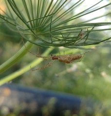 Tetragnatha nitens