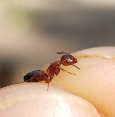 Camponotus essigi