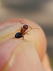 Camponotus essigi