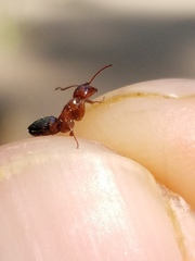 Camponotus essigi