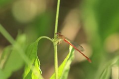 Ceriagrion
