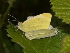 Pieris rapae
