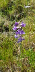 Delphinium hesperium