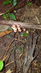 Mycena parsonsii