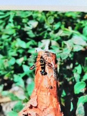 Synanthedon loranthi