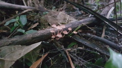 Mycena parsonsii