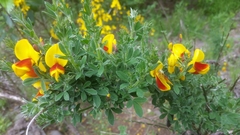 Cytisus scoparius andreanus