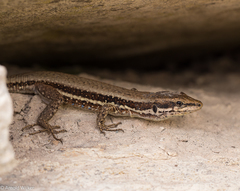 Phoenicolacerta troodica