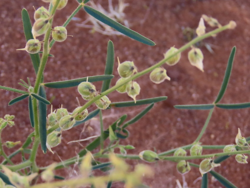 Mealie Rattlepod (Crotalaria sphaerocarpa)