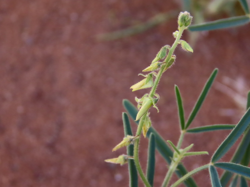 Image of Mealie Rattlepod (Crotalaria sphaerocarpa) by no rights reserved