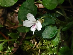 Viola adenothrix