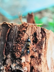 Synanthedon melliniformis