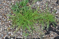 Poa annua