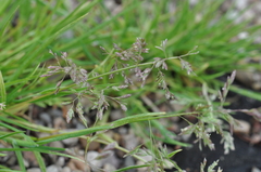 Poa annua