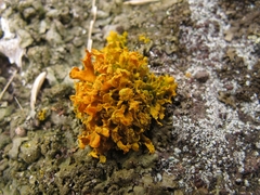 Teloschistes velifer