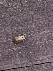 Galerucella nymphaeae