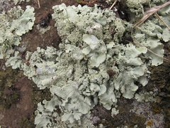 Flavoparmelia haysomii