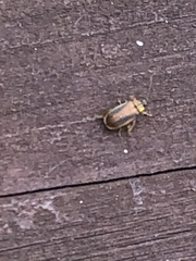 Galerucella nymphaeae