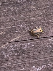 Galerucella nymphaeae