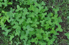 Trifolium pratense