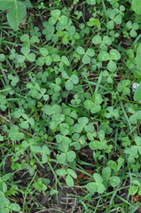 Trifolium repens