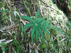 Paris polyphylla stenophylla