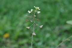 Capsella bursa-pastoris