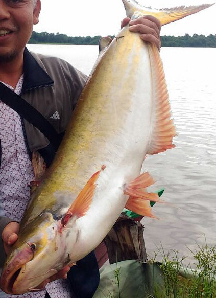 Kunyit-haaimeerval (Pangasius kunyit) — Pangasiidae
