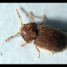 Drugstore Beetle - Photo (c) Christophe Quintin, some rights reserved (CC BY-NC)