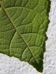Helicteres laciniosa
