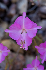 Clarkia breweri