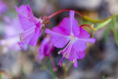 Clarkia breweri