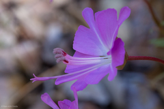 Clarkia breweri