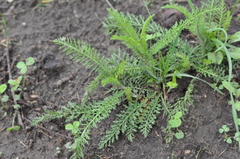 Achillea millefolium
