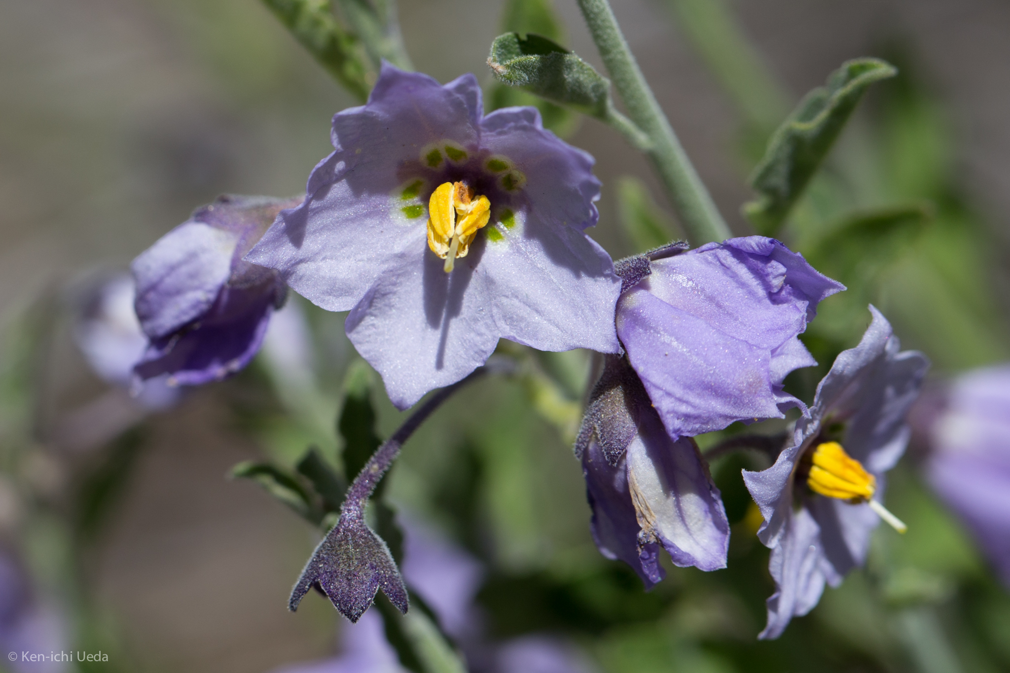 Solanum umbelliferum