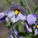Solanum umbelliferum - Photo (c) Ken-ichi Ueda, μερικά δικαιώματα διατηρούνται (CC BY), uploaded by Ken-ichi Ueda