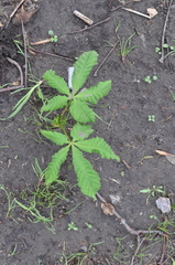 Aesculus hippocastanum