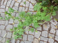 Bryonia