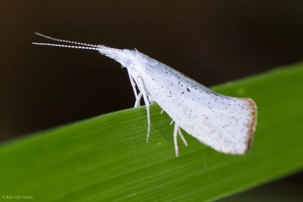 Ypsolophinae