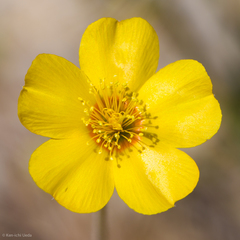 Mentzelia gracilenta