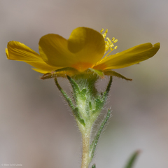 Mentzelia gracilenta