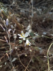Chlorogalum angustifolium