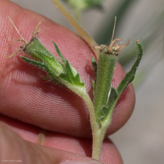 Mentzelia gracilenta