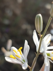 Chlorogalum angustifolium