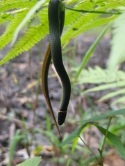 Diadophis punctatus stictogenys