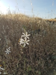 Chlorogalum angustifolium
