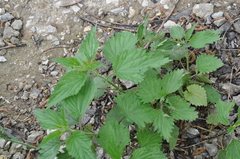 Urtica dioica