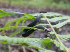 Diadophis punctatus stictogenys