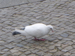 Columba livia domestica