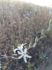 Chlorogalum angustifolium